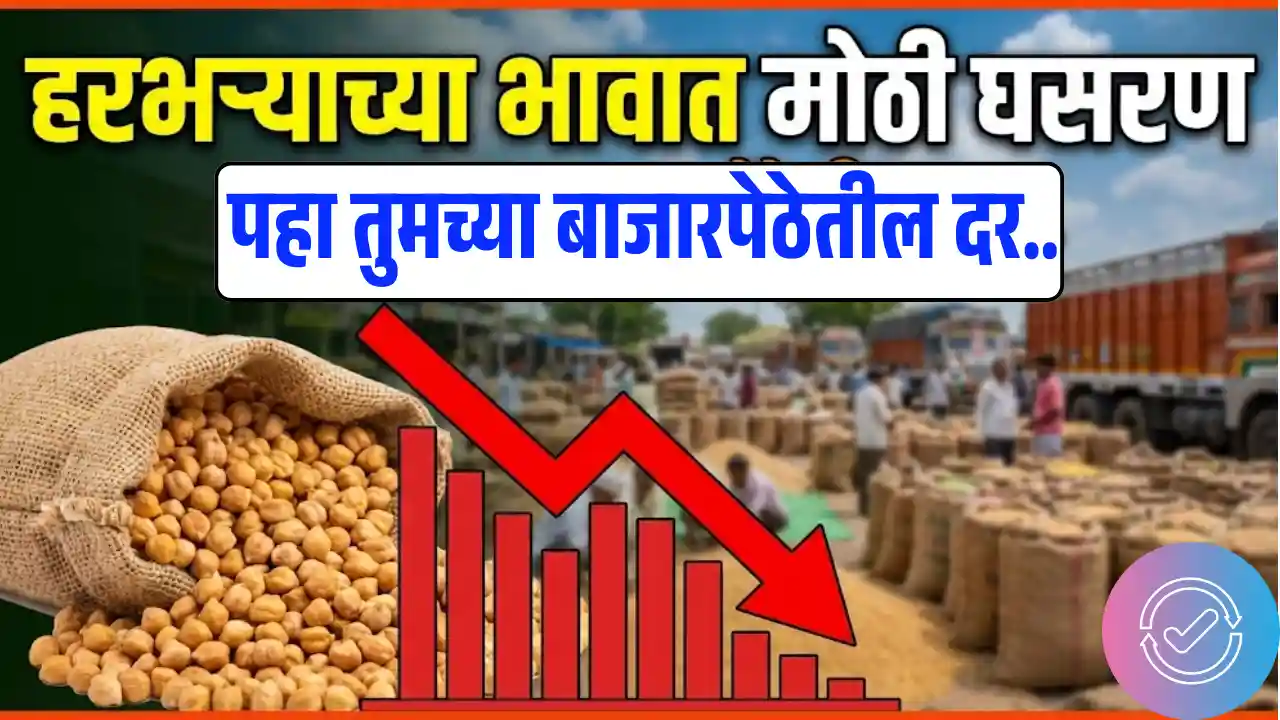 Today Harbhara Rates