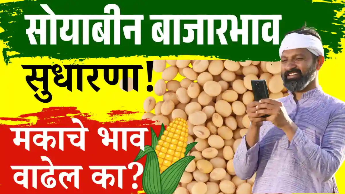 Soybean and Maize Market Update